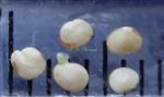  Seeds